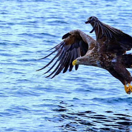 Eagle View Lofoten Bostad Exterior foto
