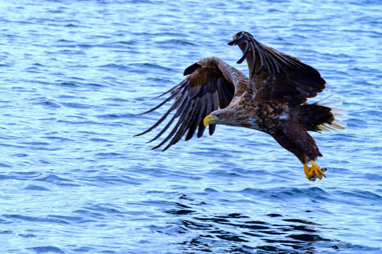 Eagle View Lofoten Bostad Exterior foto